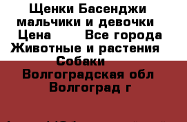 Щенки Басенджи ,мальчики и девочки › Цена ­ 1 - Все города Животные и растения » Собаки   . Волгоградская обл.,Волгоград г.